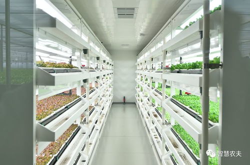 無土栽培之水培技術 原來是這樣