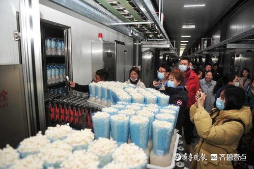 小蘑菇撬動大財(cái)富，虛擬就業(yè)與生物科技共筑鄒城脫貧路